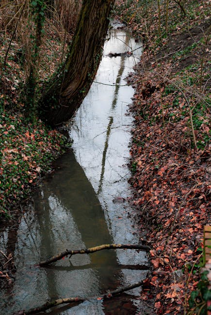 A narrow, shallow stream flowing through a wooded area, with water reflecting the overcast sky and surrounding trees. The banks of the stream are lined with brown and reddish fallen leaves, and thin, bare branches extend over the water. In the background, dense foliage and trees create a natural environment. This outdoor scene may serve as a visual reference for the natural setting near Barking Creek in relation to house removals or setting up access for a home relocation. Man with Van Creekmouth’s removal team would consider such outdoor terrain when planning parking and access points for furniture transport or packing and moving logistics in Riverside properties, ensuring careful navigation of natural features during the loading or unloading process.